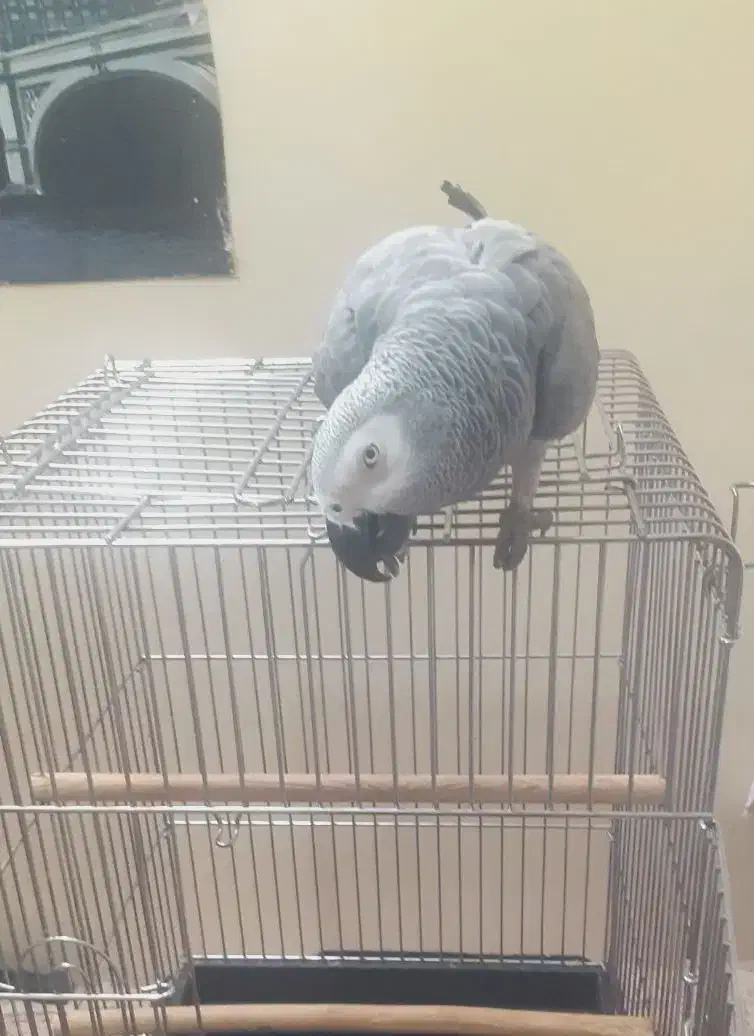 کاسکو دم قرمز|پرنده|اصفهان, نقش جهان|دیوار