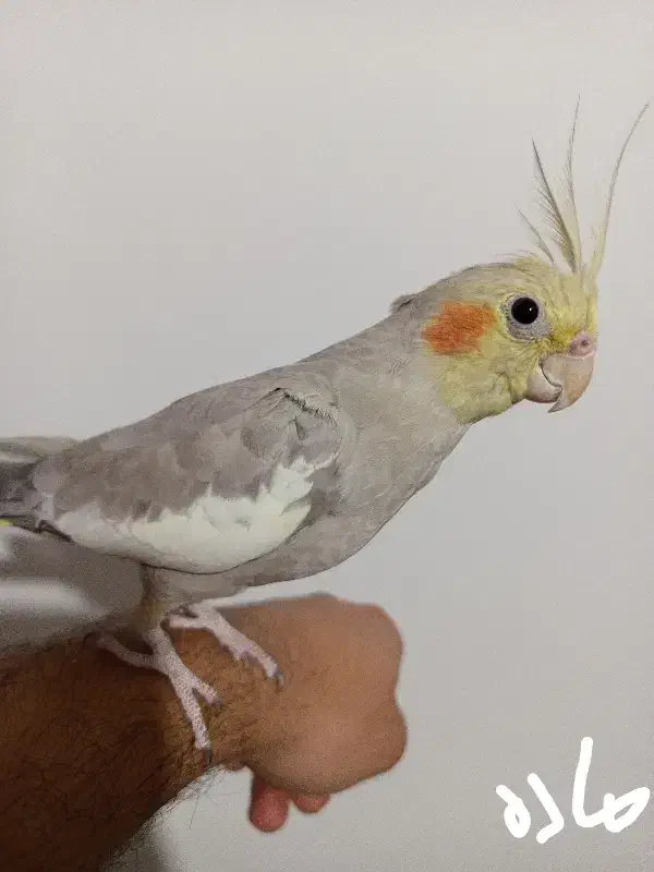 عروس هلندی دستی|پرنده|تاکستان, |دیوار