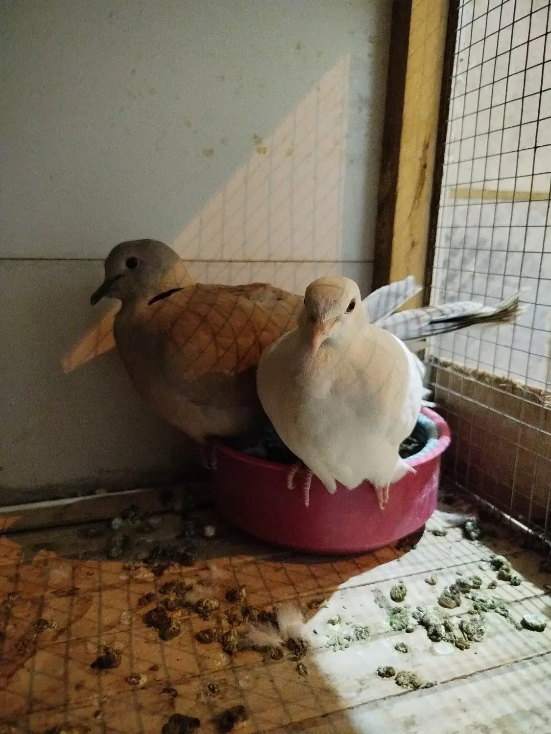 سهره قناری فنج مرغ عشق کبوتر طوطی قناری بلدرچین|پرنده|کرمانشاه, |دیوار