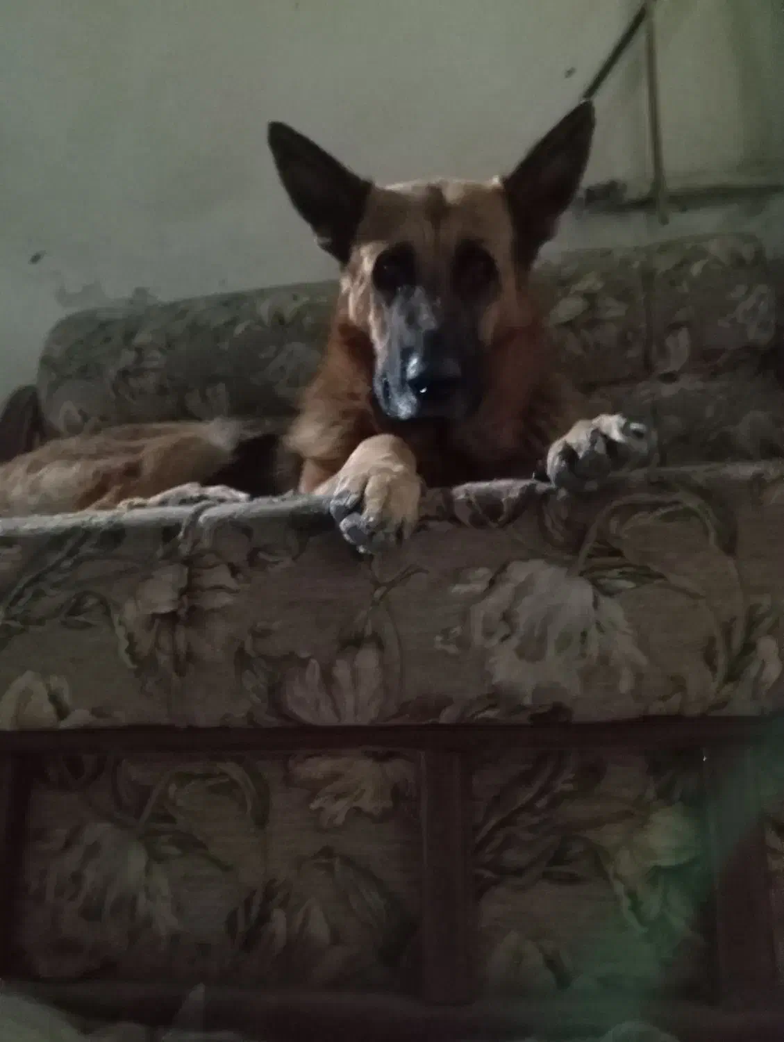 فروش ژرمن|سگ|ری, حمزه‌آباد|دیوار