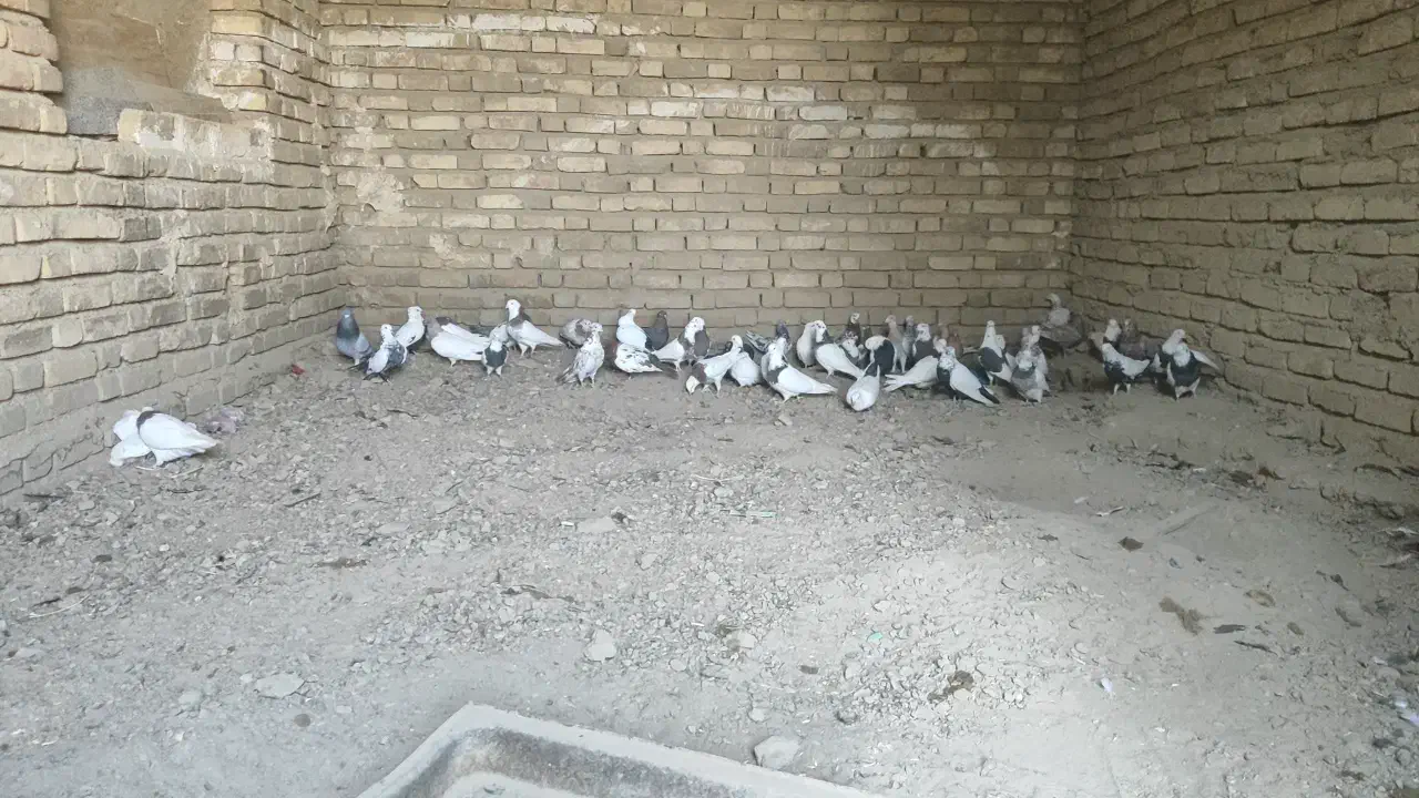 کبوتر|پرنده|شراء, |دیوار