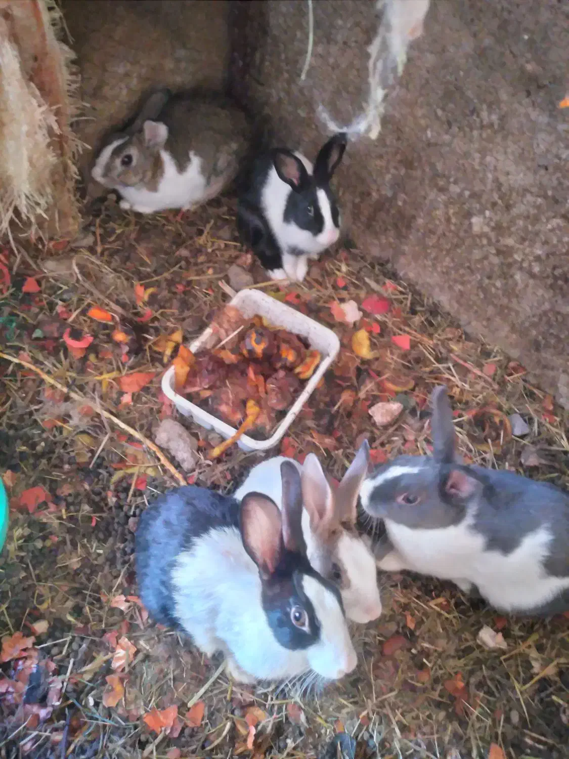 خرگوش|موش و خرگوش|زبرخان, |دیوار