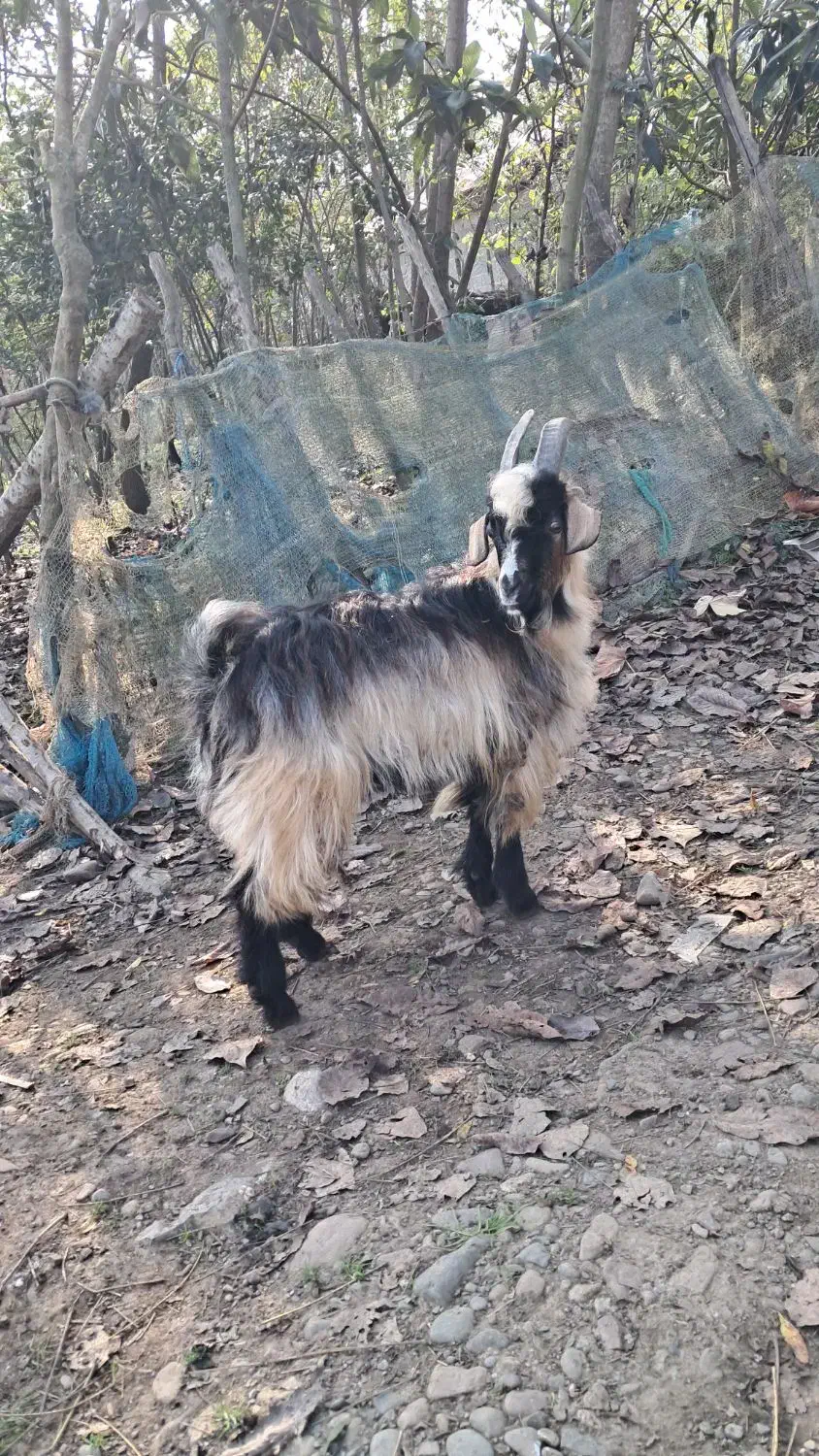 بز نر ۱ ساله حدود ۳۵ کیلویی گوسفند|حیوانات مزرعه|رشت, بازار|دیوار