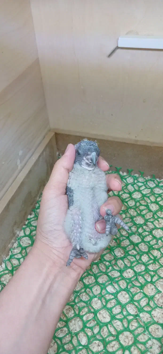 جوجه سرلاکی شاه طوطی  راهب سنگال|پرنده|مشهد, شهید قربانی|دیوار