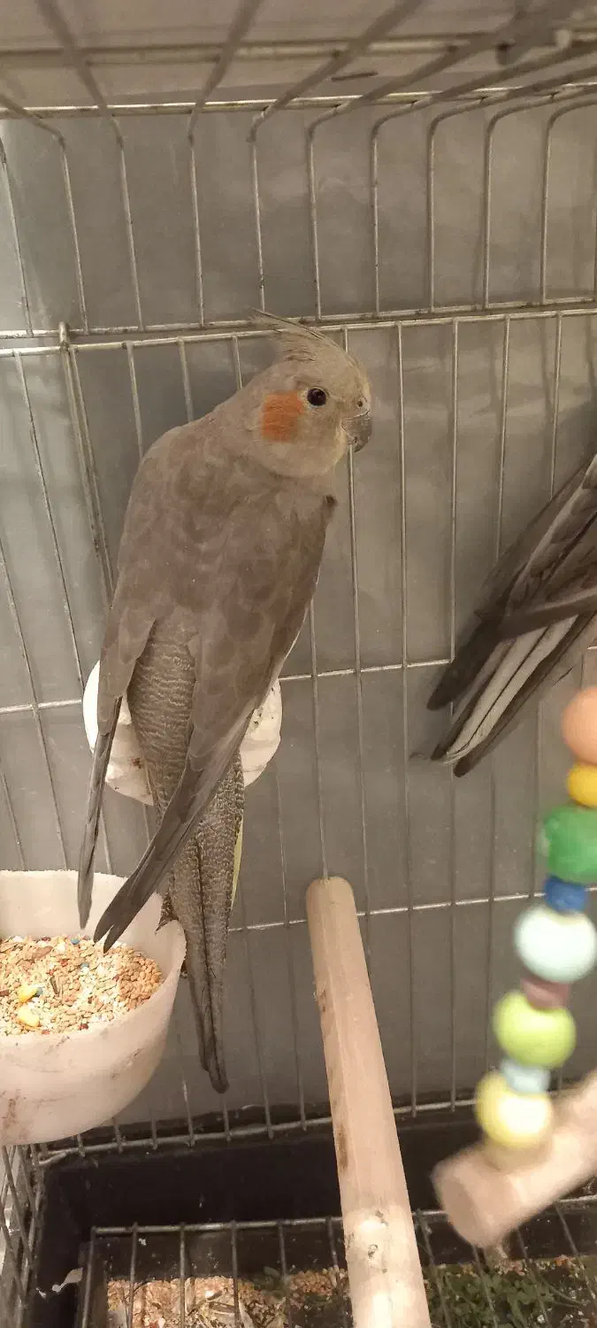 عروس هلندی|پرنده|شهریار, شهرک وائین|دیوار