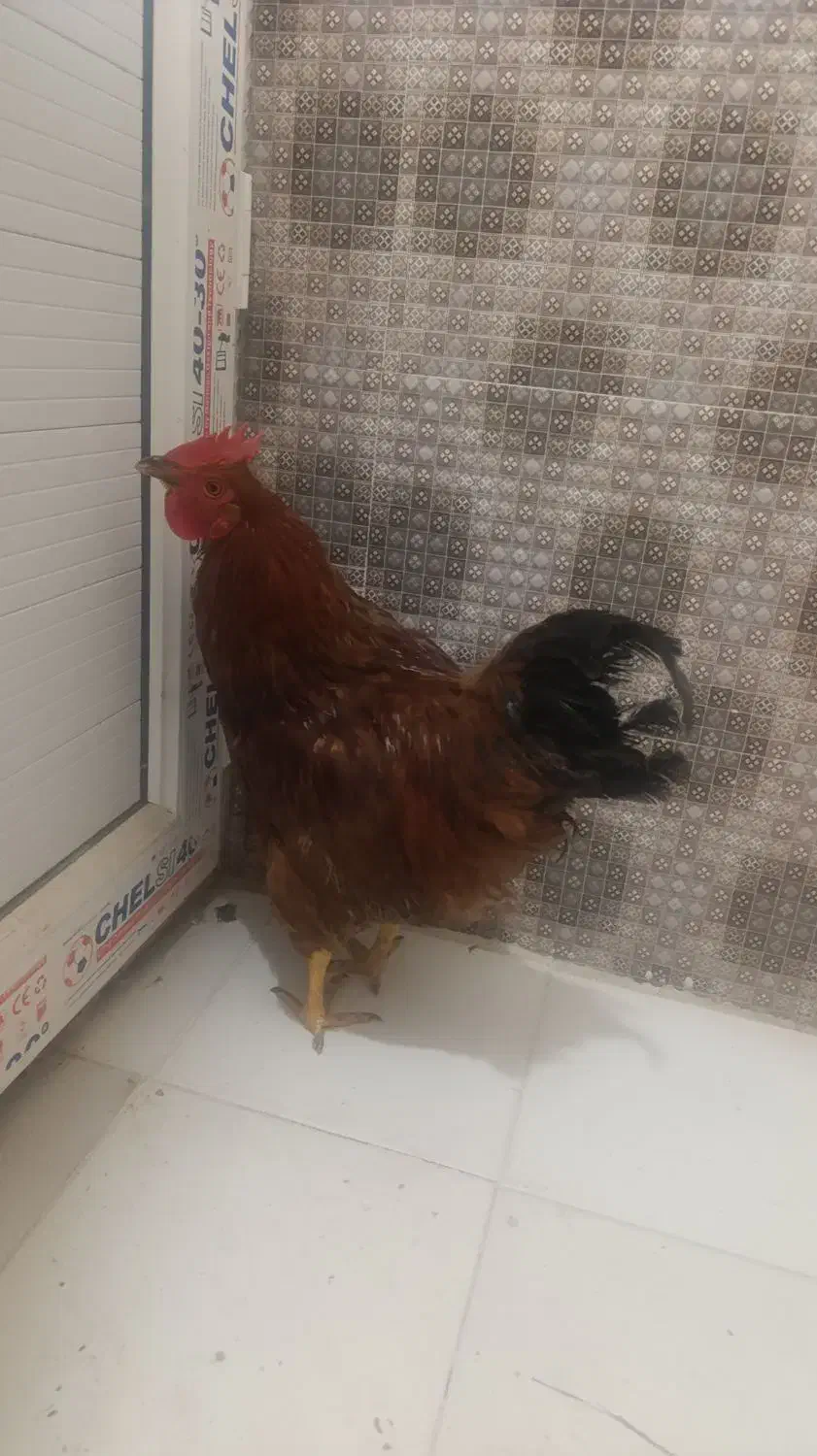 فروش یک عدد خروس|حیوانات مزرعه|جم, |دیوار