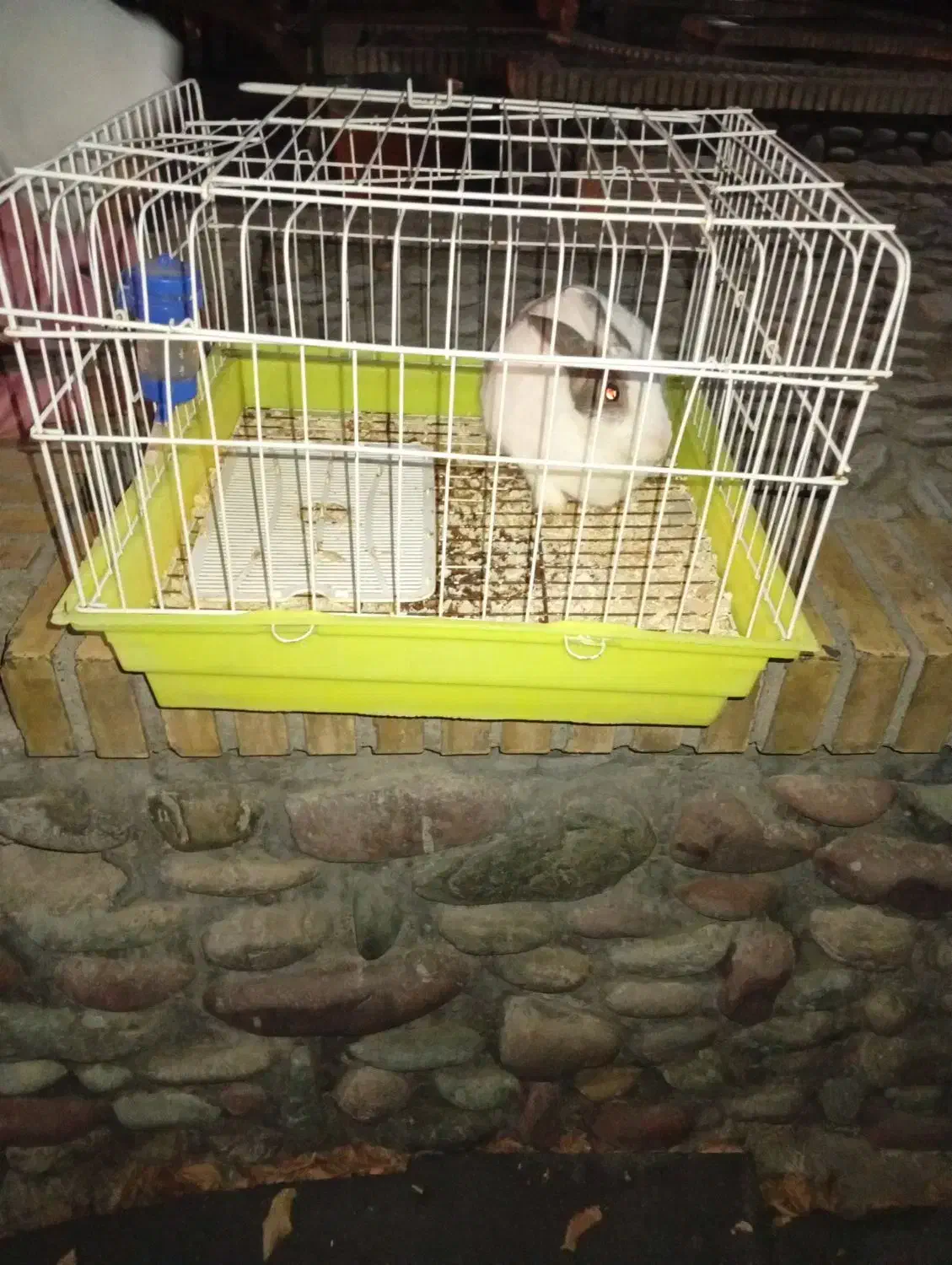 خرگوش خونگی|موش و خرگوش|تهران, مظاهری|دیوار