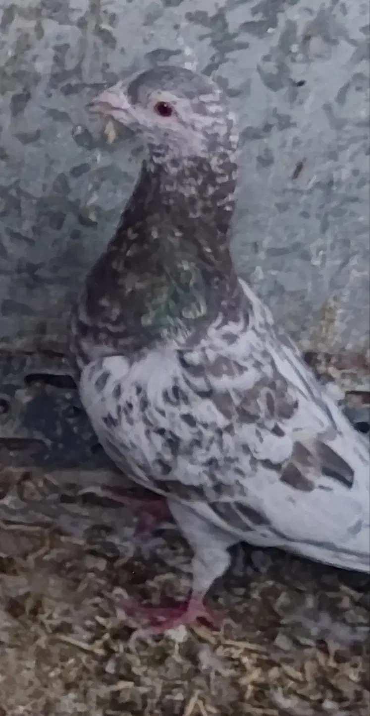 نامور|پرنده|لالجین, |دیوار