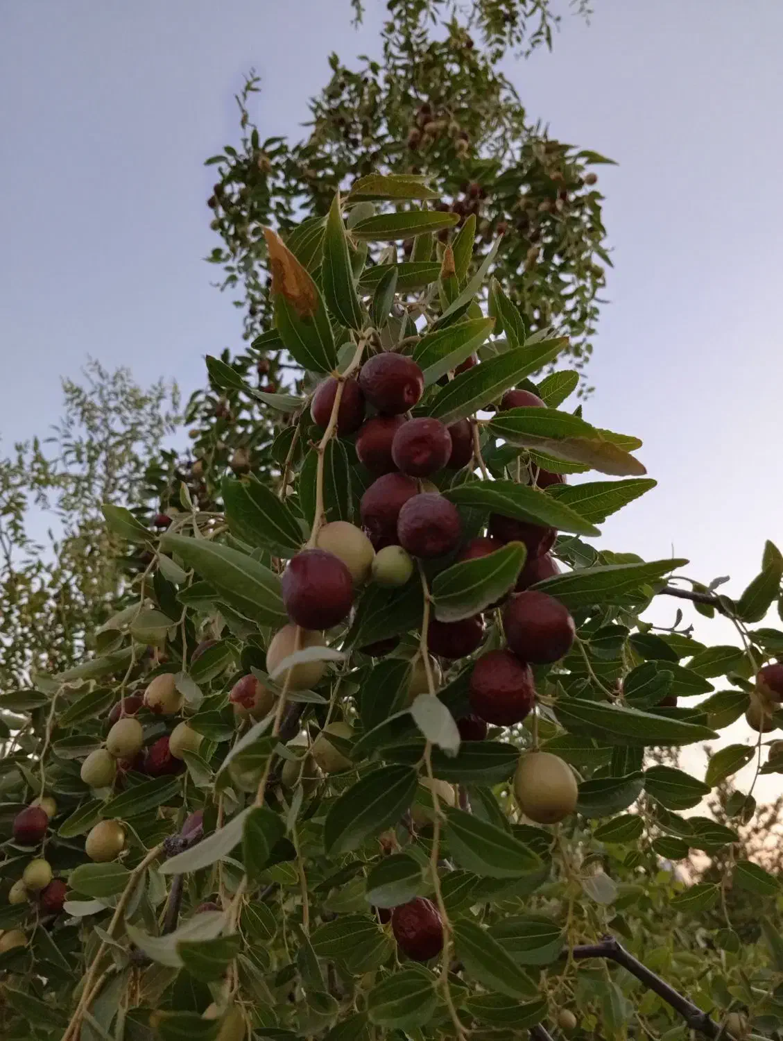 باغچه 1200متری دارای سند در ورامین|فروش زمین و ملک کلنگی|تهران, مشیریه|دیوار