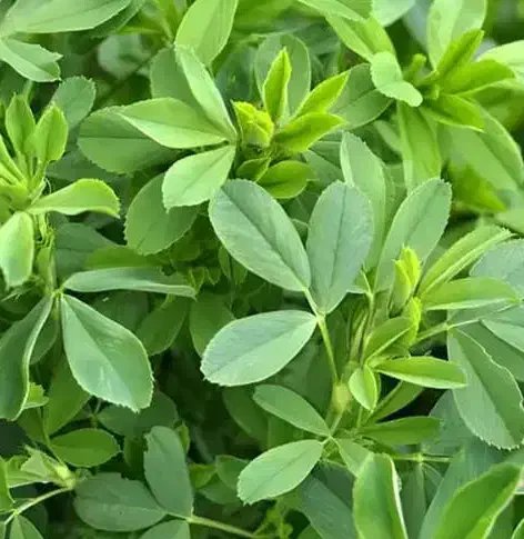 فروش یونجه|حیوانات مزرعه|دهدشت, |دیوار