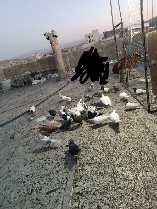 کبوتر پرشی ضدوخوردی|پرنده|شیروان (خراسان), |دیوار