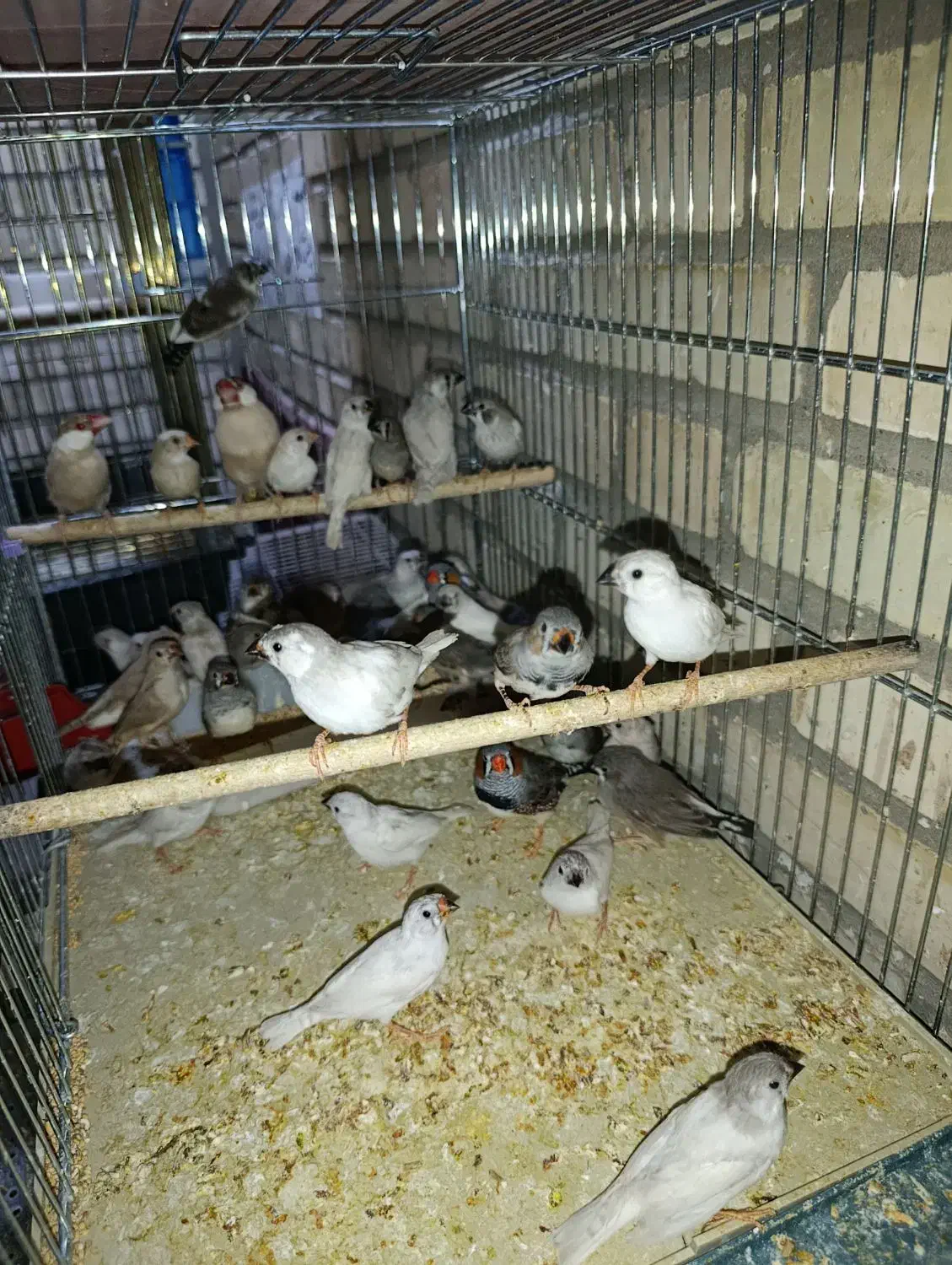 سهره تعداد فنچ تعداد مرغ عشق|پرنده|نجفآباد, منتظری شمالی|دیوار