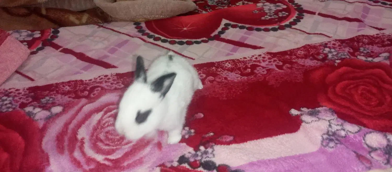 خرگوش|موش و خرگوش|میبد, |دیوار