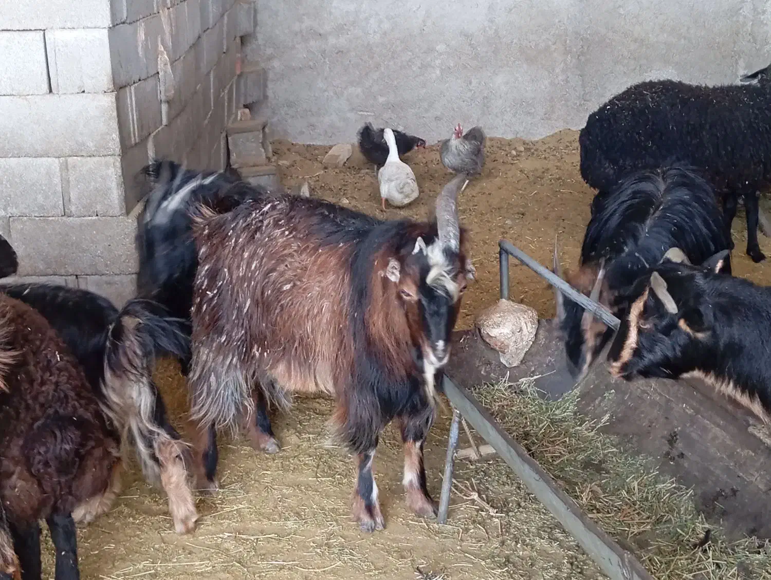 بزغاله نر|حیوانات مزرعه|پاکدشت, پاکدشت (مامازند)|دیوار