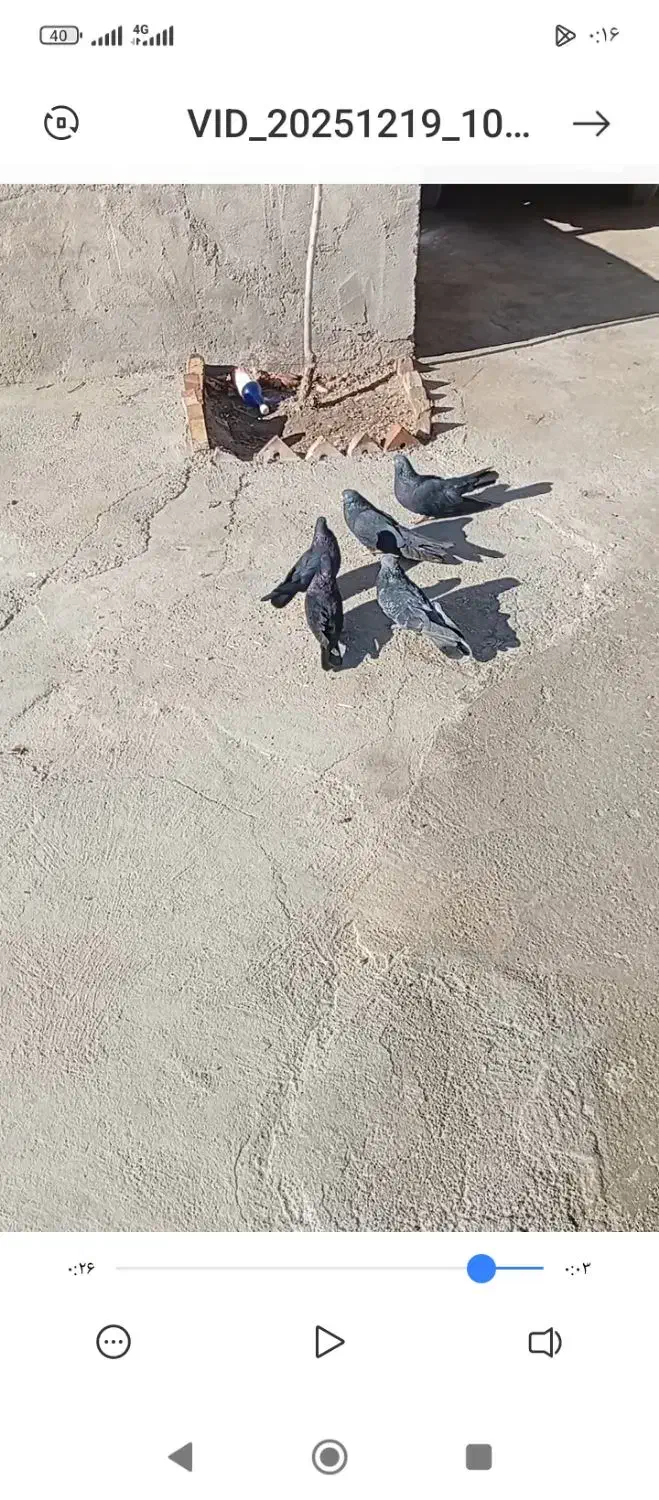 سیاه|پرنده|لیلان, |دیوار