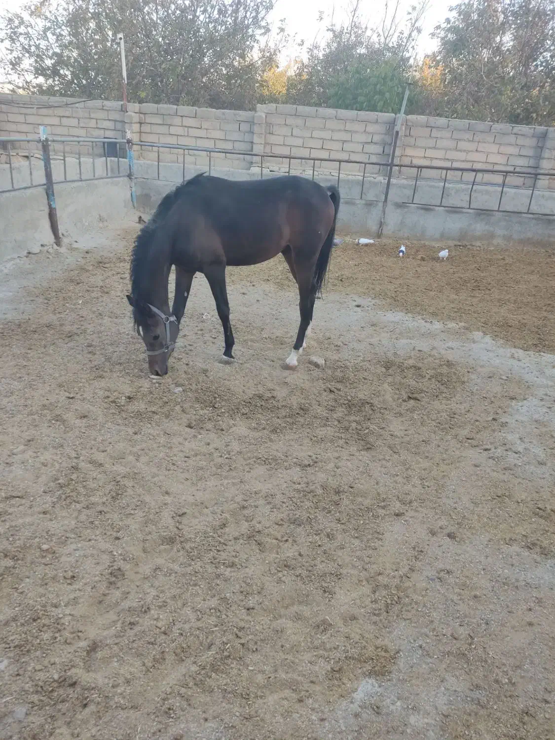 اسب|اسب و تجهیزات اسب‌سواری|بهار, |دیوار