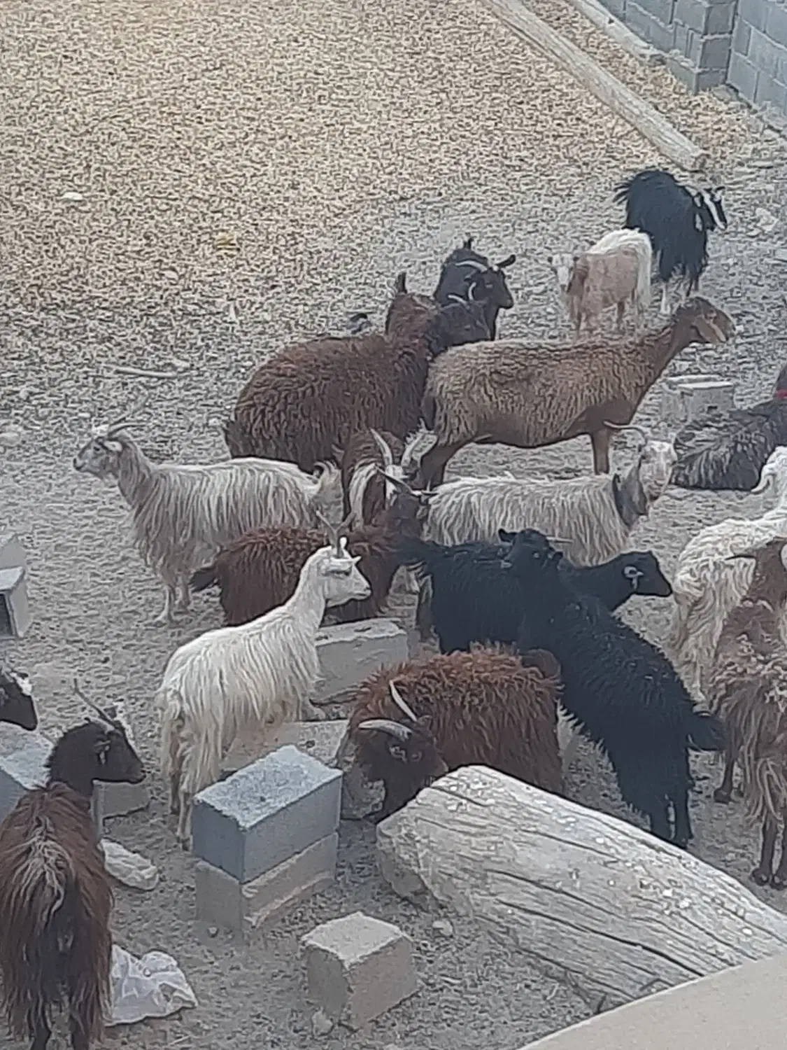 بز و بزغاله میش|حیوانات مزرعه|اصفهان, براآن شمالی|دیوار