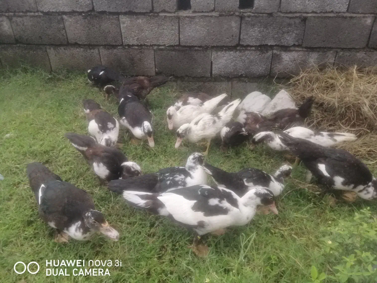 اردک خارجی 5ماهه|حیوانات مزرعه|عباس‌آباد, |دیوار