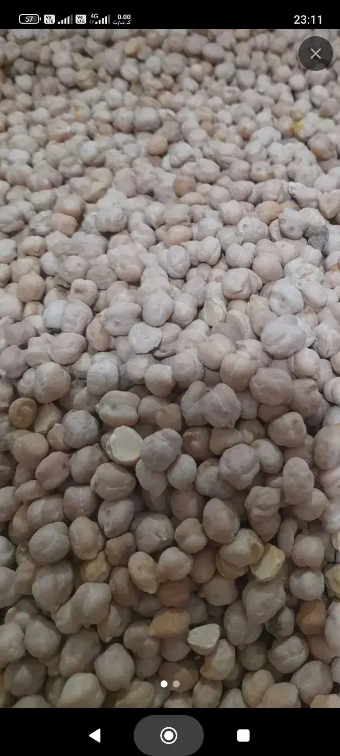 نخودامسال درشت وپزا|خوردنی و آشامیدنی|سیلاخور, |دیوار