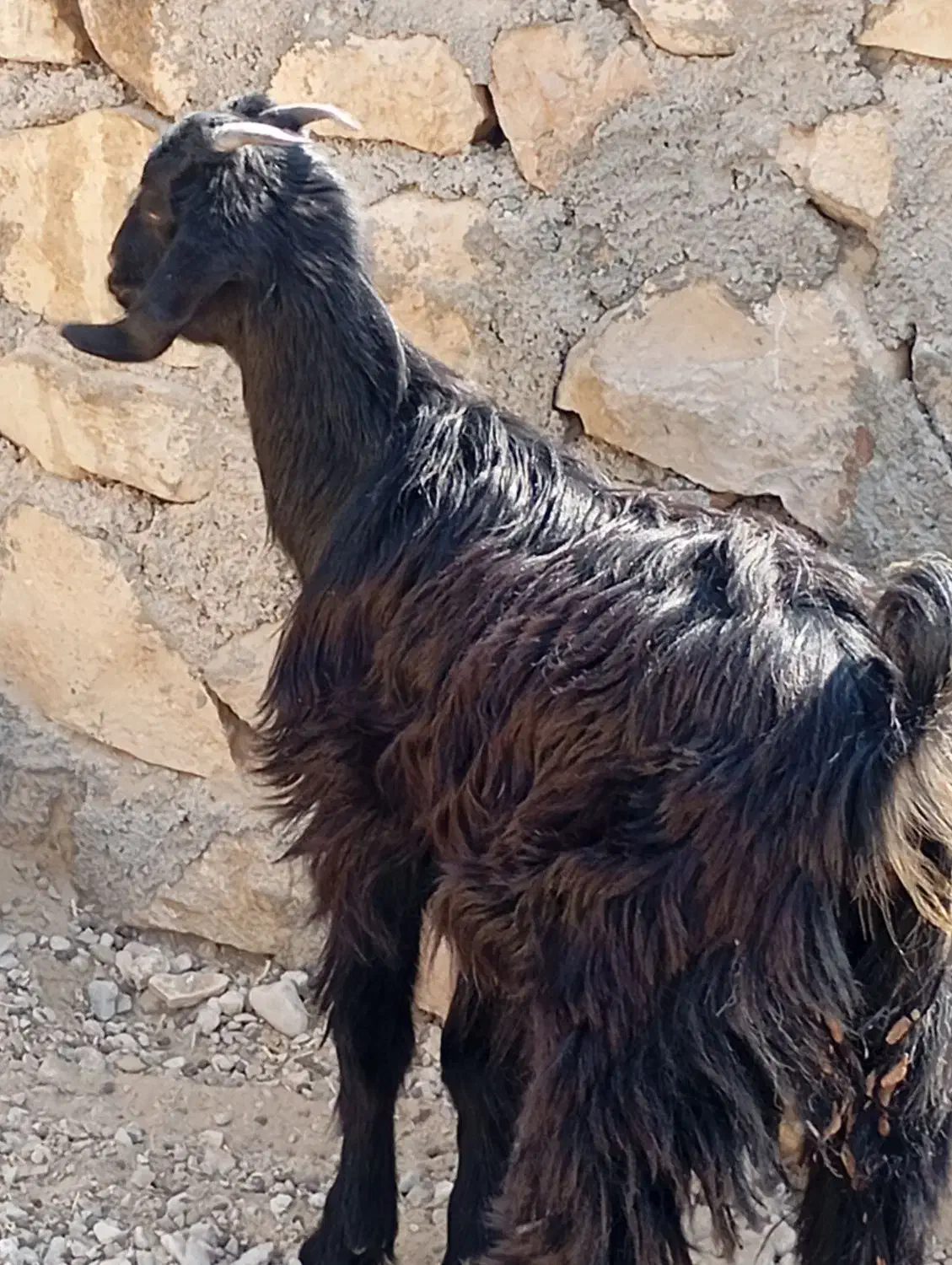 کهره نر وماده|حیوانات مزرعه|اهرم, |دیوار