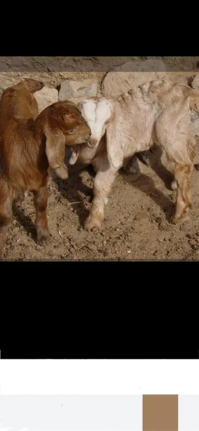 بزغاله شیری|حیوانات مزرعه|رشتخوار, |دیوار