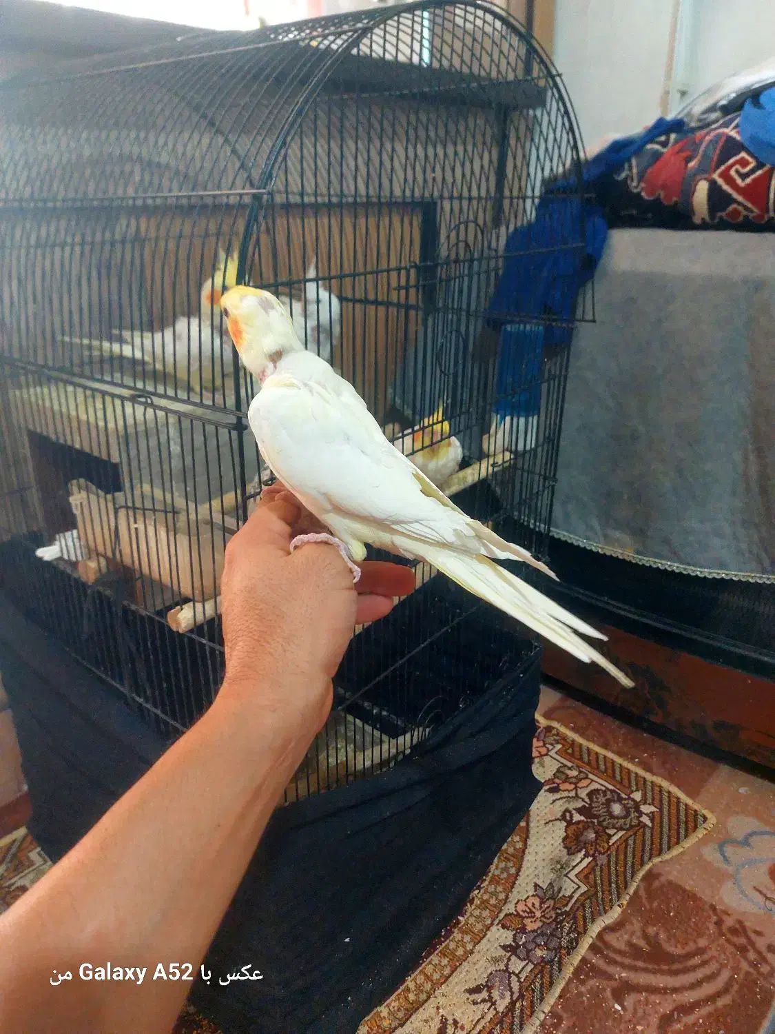 جوجه عروس هلندی لوتینو|پرنده|قدس, شهرقدس|دیوار