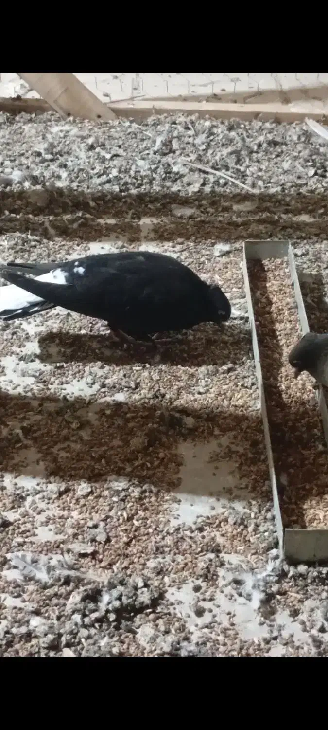 کبوتر دمسفید|پرنده|داراب, |دیوار