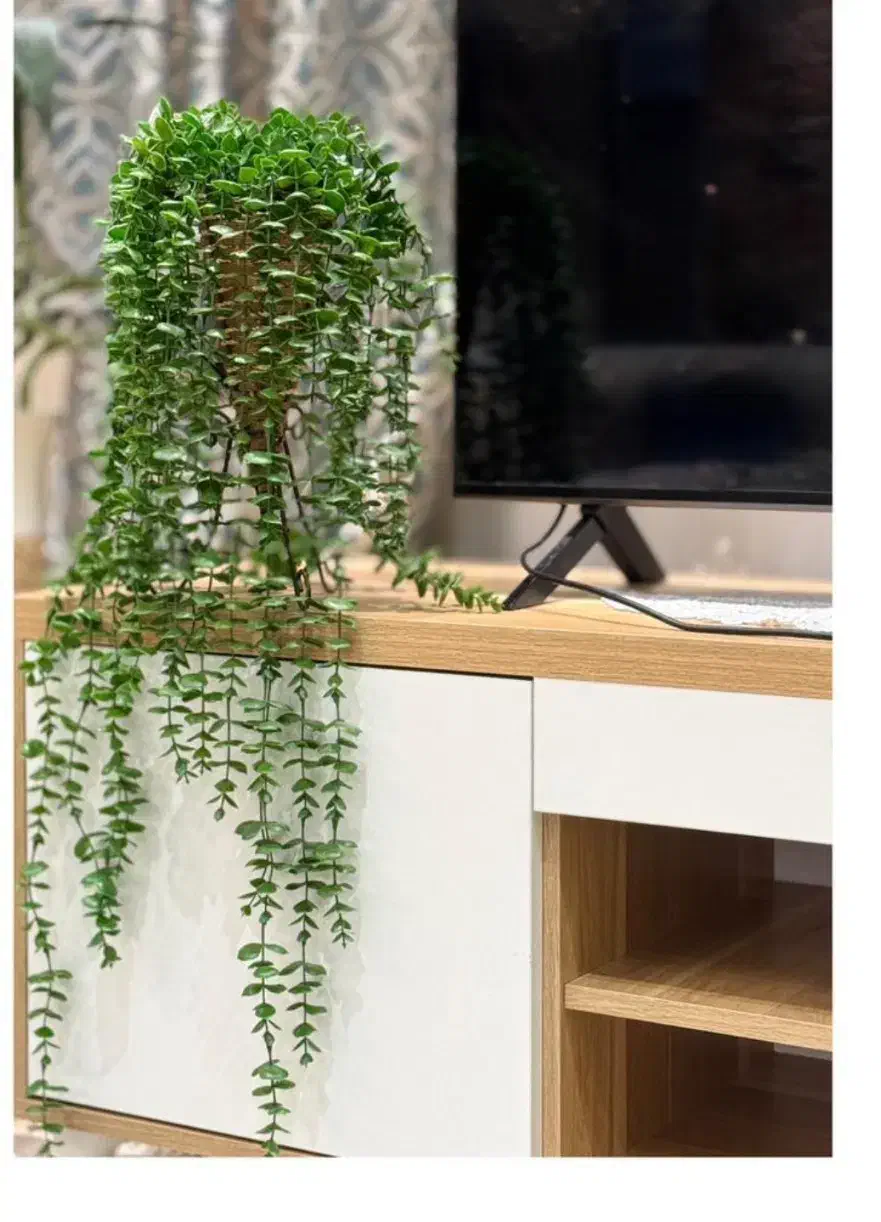 انواع ریسه ها و شمشاد سبز و گلدان|گل مصنوعی|اهواز, پادادشهر|دیوار