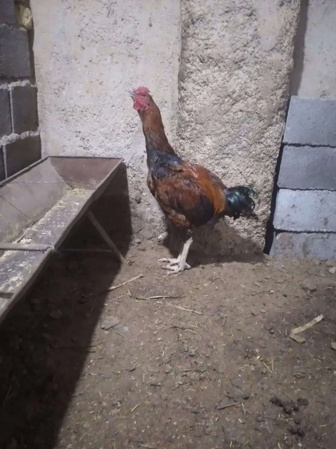 خروس لاری|حیوانات مزرعه|شیروان (خراسان), |دیوار