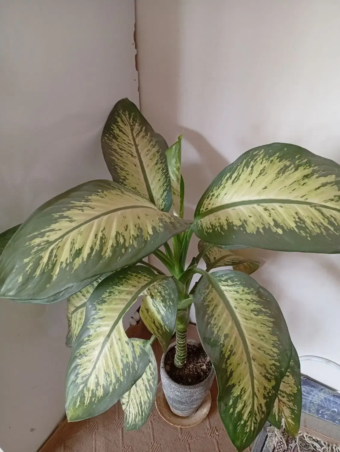 گل دیفن باخیا|گل و گیاه طبیعی|کلات (خراسان), |دیوار