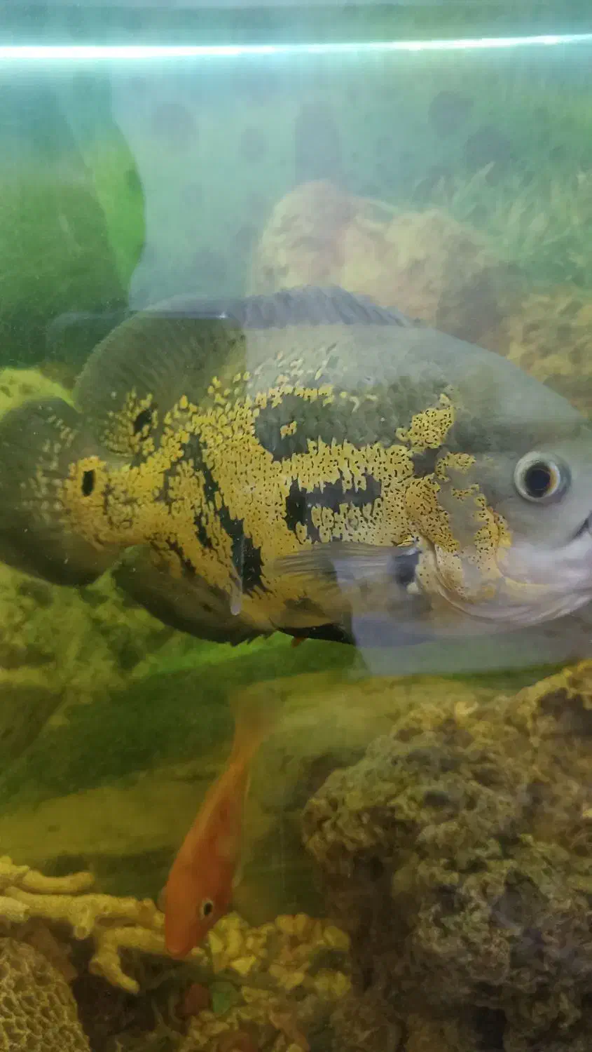 ماهی اسکار درشت|ماهی|بندرعباس, |دیوار