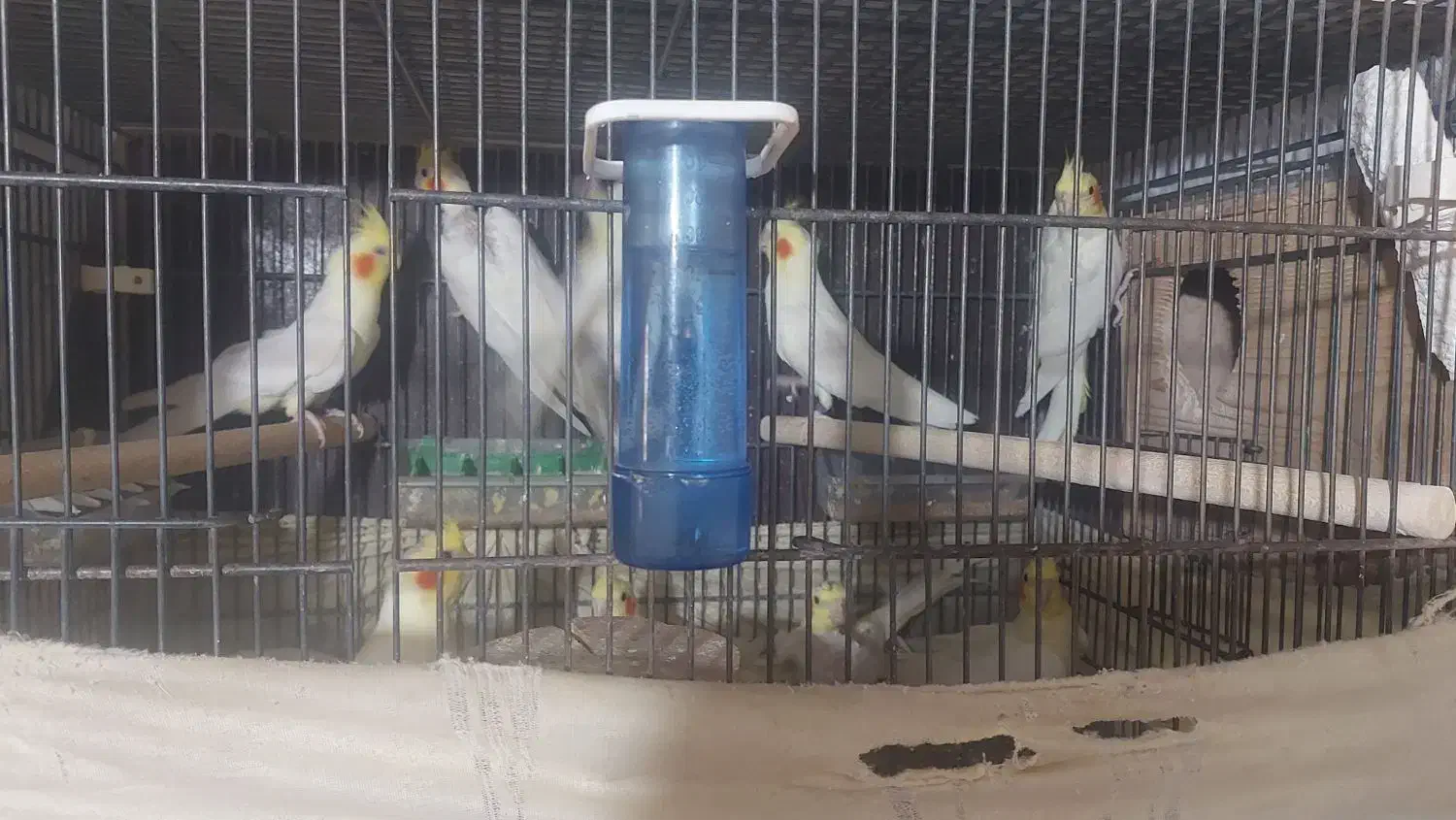 عروس هلندی|پرنده|رشت, معلم|دیوار