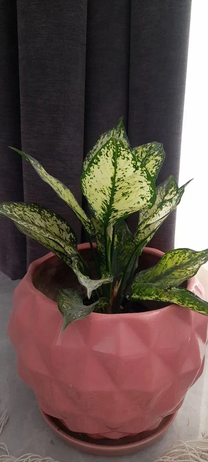 گل وگلدان سفالی بزرگ|گل و گیاه طبیعی|آستارا, |دیوار