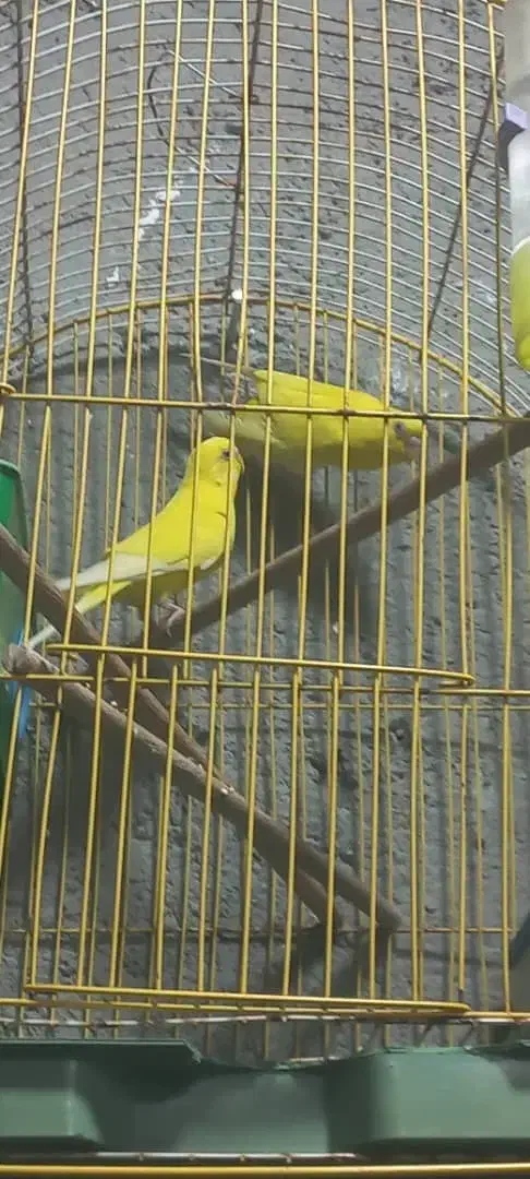 مرغ عشق|پرنده|شادگان, |دیوار