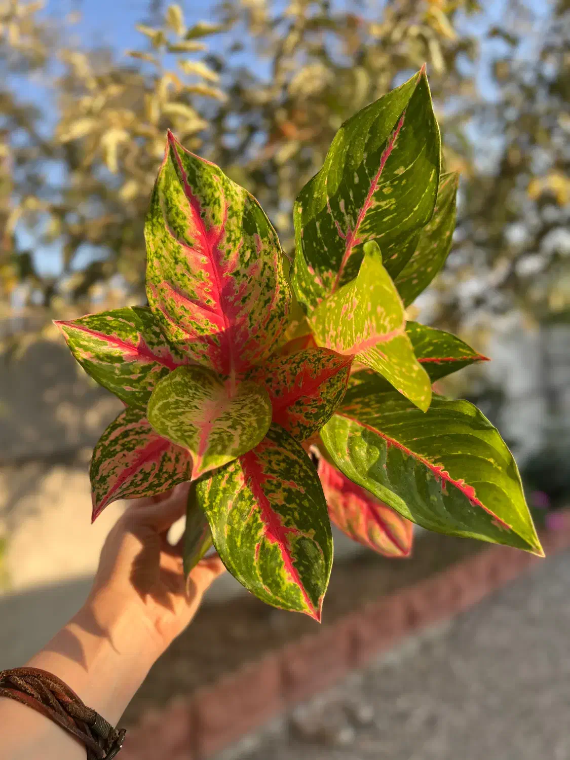 انواع گل اپارتمانی|گل و گیاه طبیعی|بابل, |دیوار