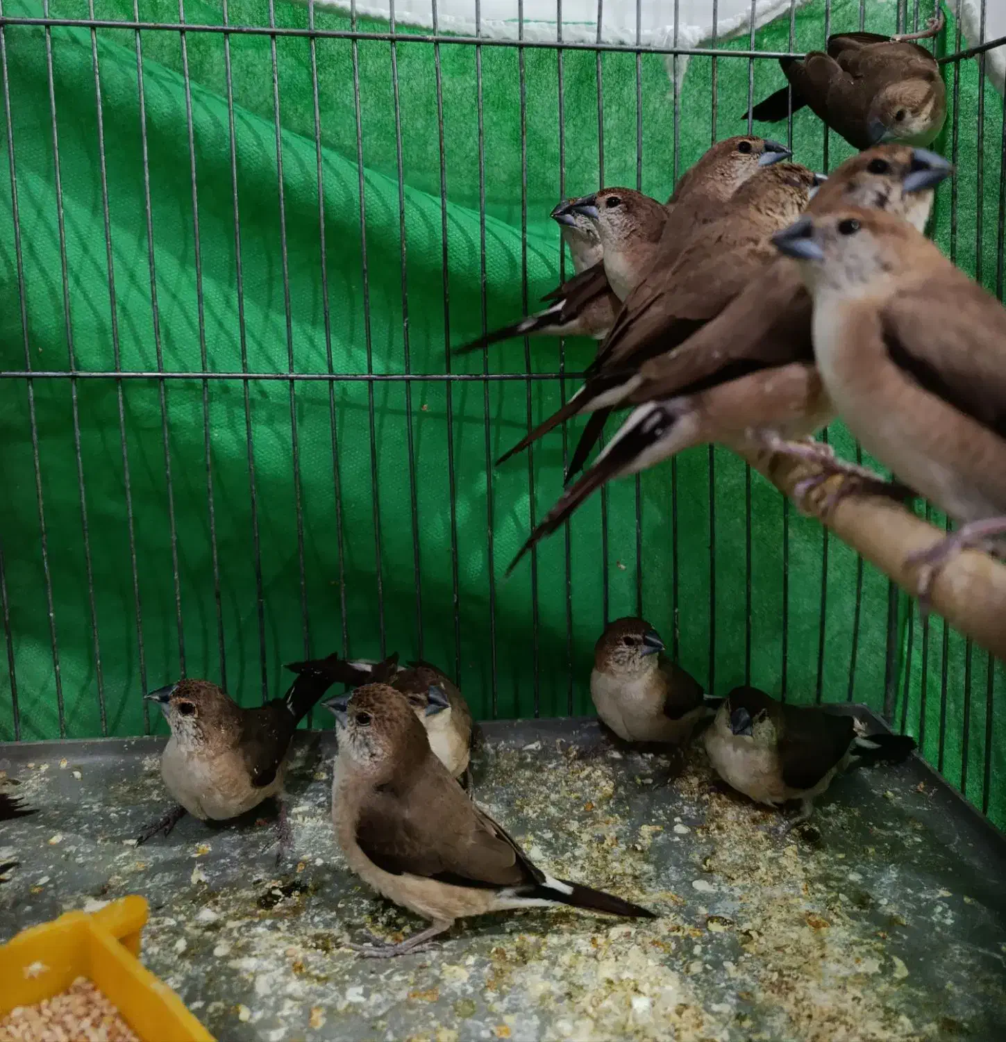 ۵جفت فنچ سفیدو قهوهای|پرنده|بم, |دیوار