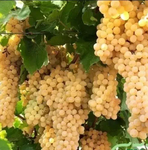 نهال انگور زرد بدون هسته ۴ ساله|عمده‌فروشی|قوچان, |دیوار