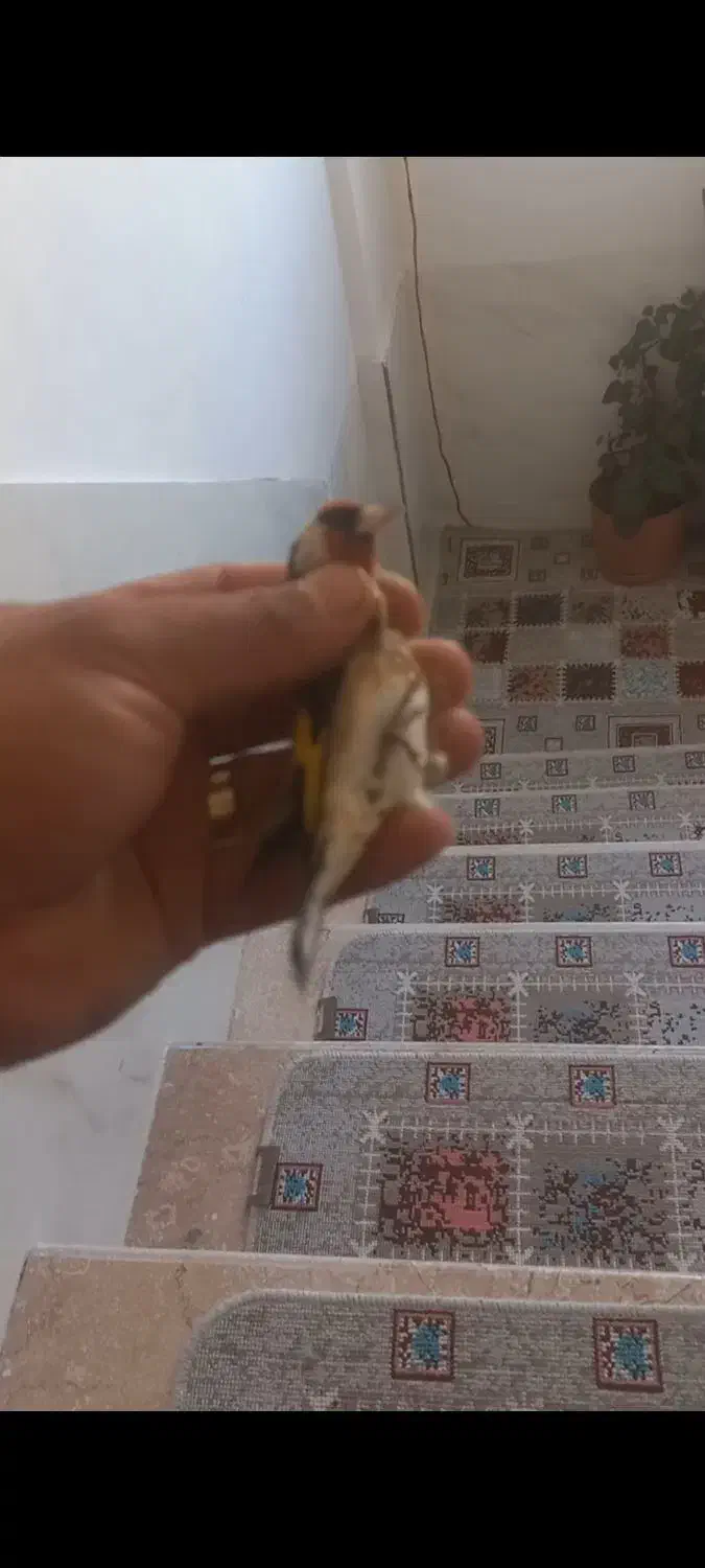 با سلام جوجه سهره امسال|پرنده|اردبیل, |دیوار