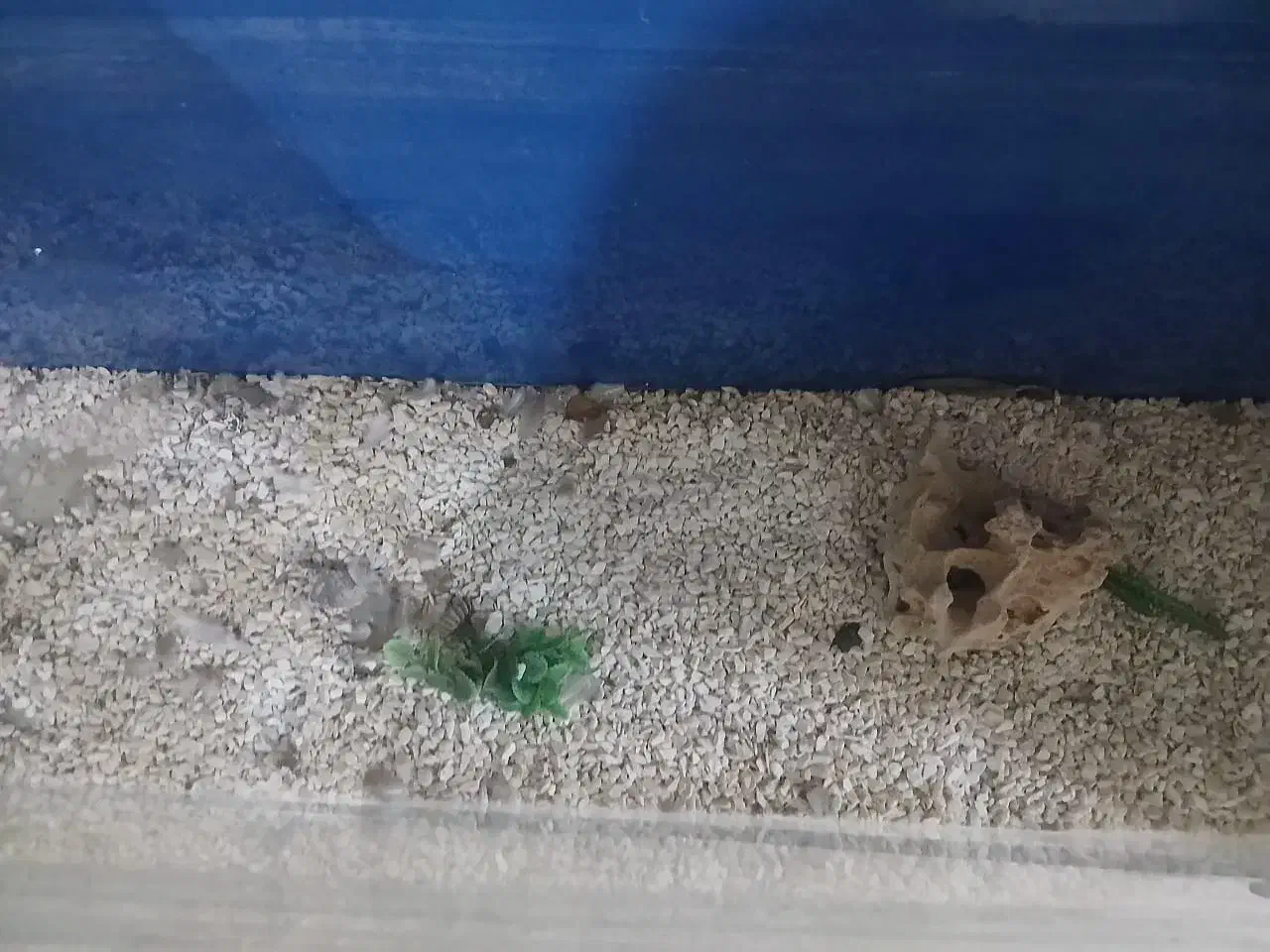 آکواریوم|ماهی|فردوسیه, |دیوار