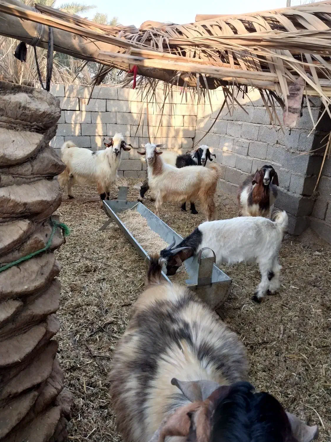 ۶ عدد کهره نر فروشی|حیوانات مزرعه|ارزوئیه, |دیوار