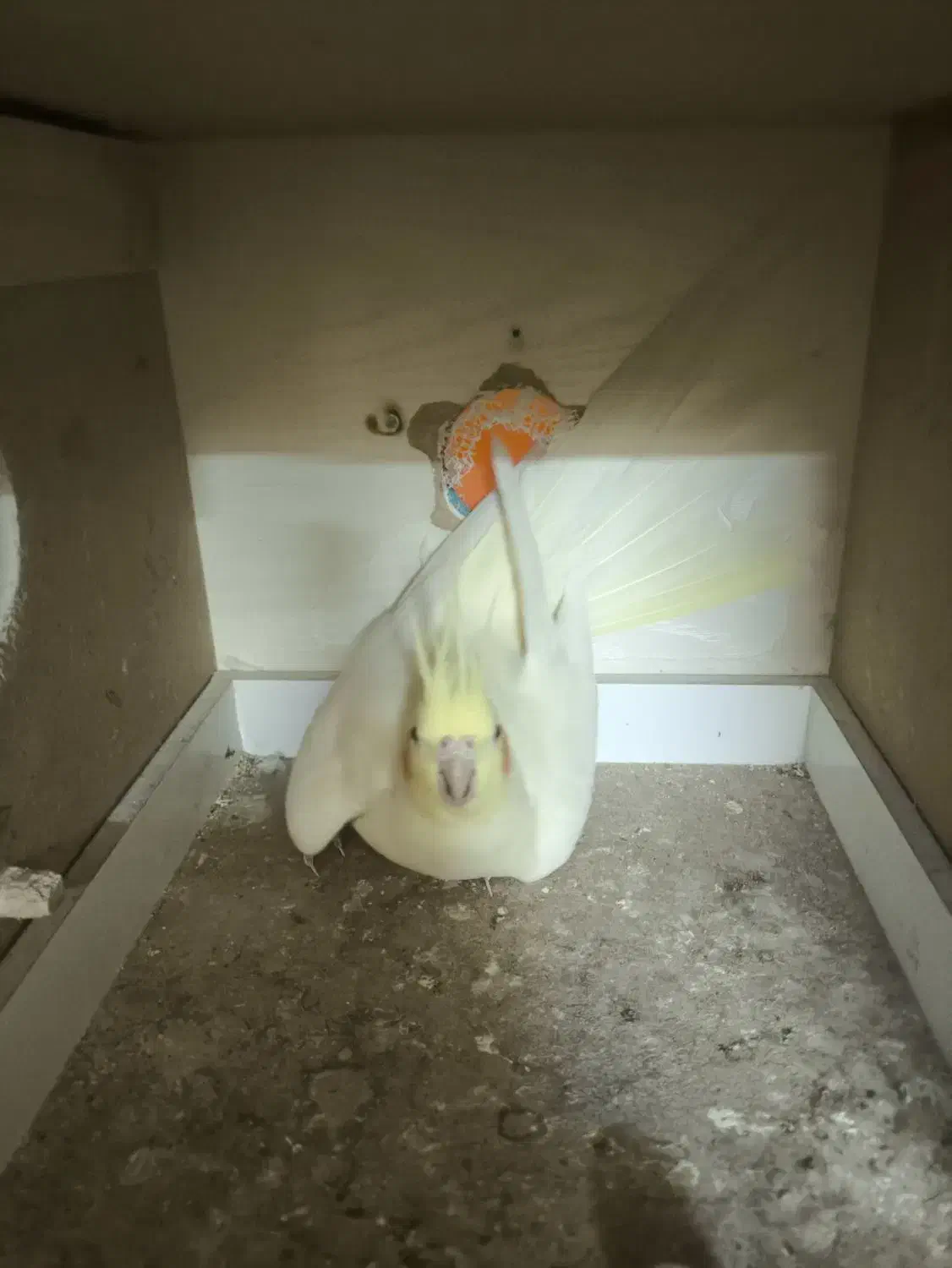 عروس هلندی|پرنده|تبریز, |دیوار