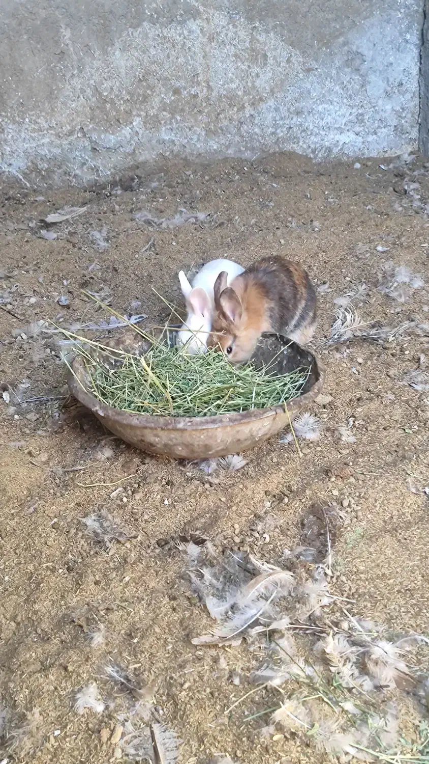 خرگوش|موش و خرگوش|سیرجان, |دیوار