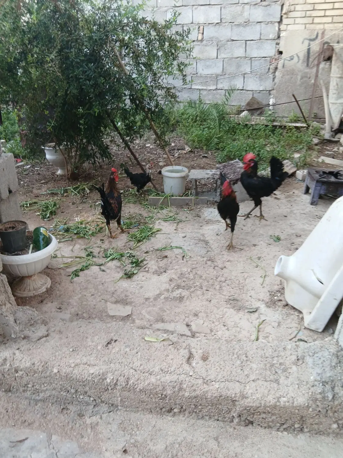 خروس|حیوانات مزرعه|مسجد سلیمان, |دیوار