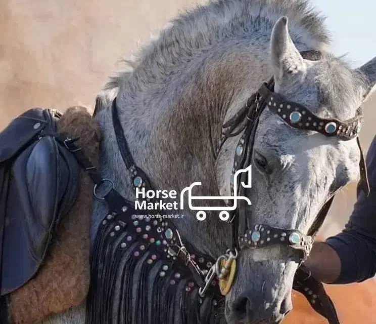 اسب نریون چهار ساله کرد|اسب و تجهیزات اسبسواری|کرج, جهانشهر|دیوار
