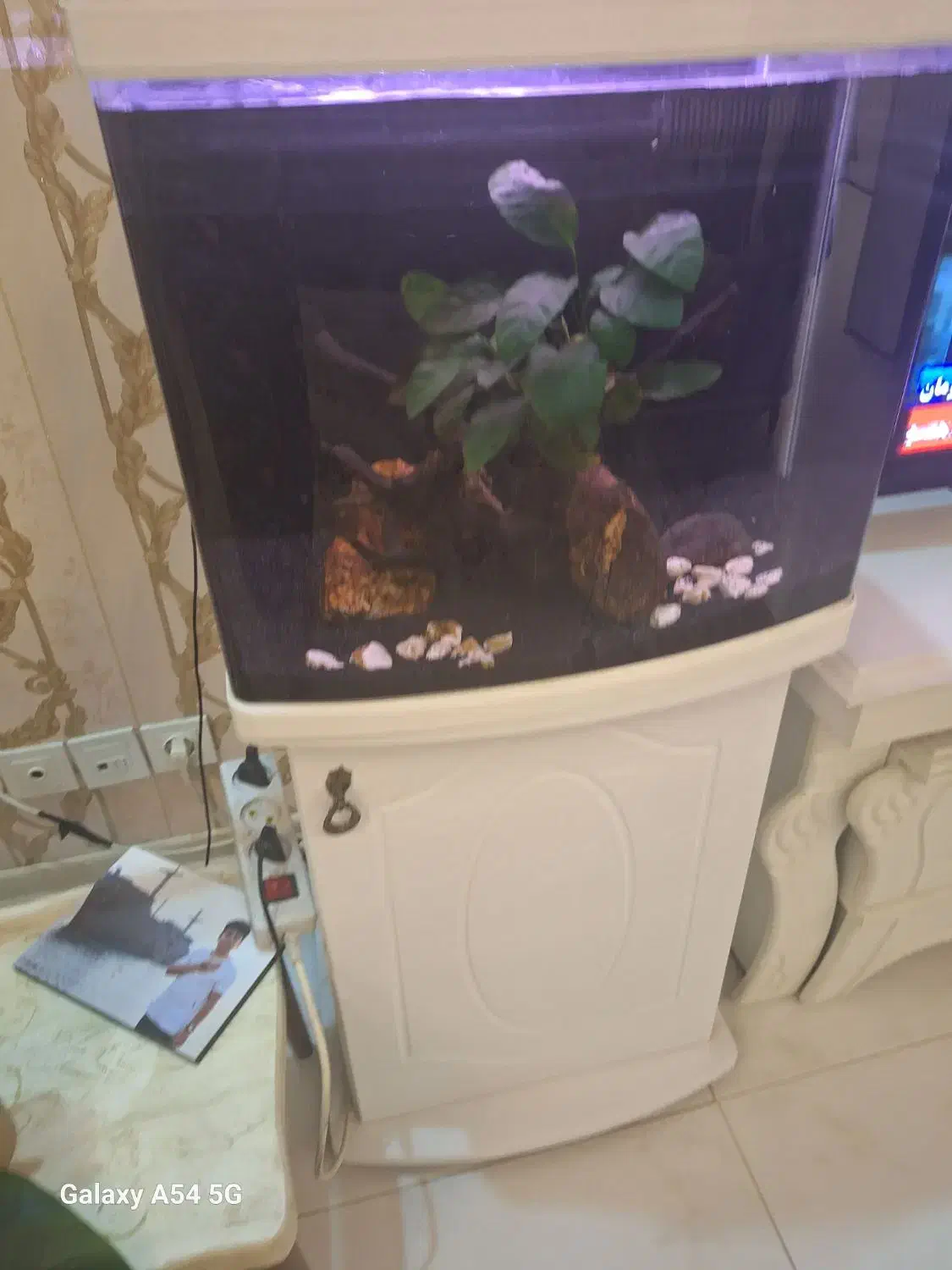 آکواریوم شرکتی،با وسایل|ماهی|مشهد, امیریه|دیوار