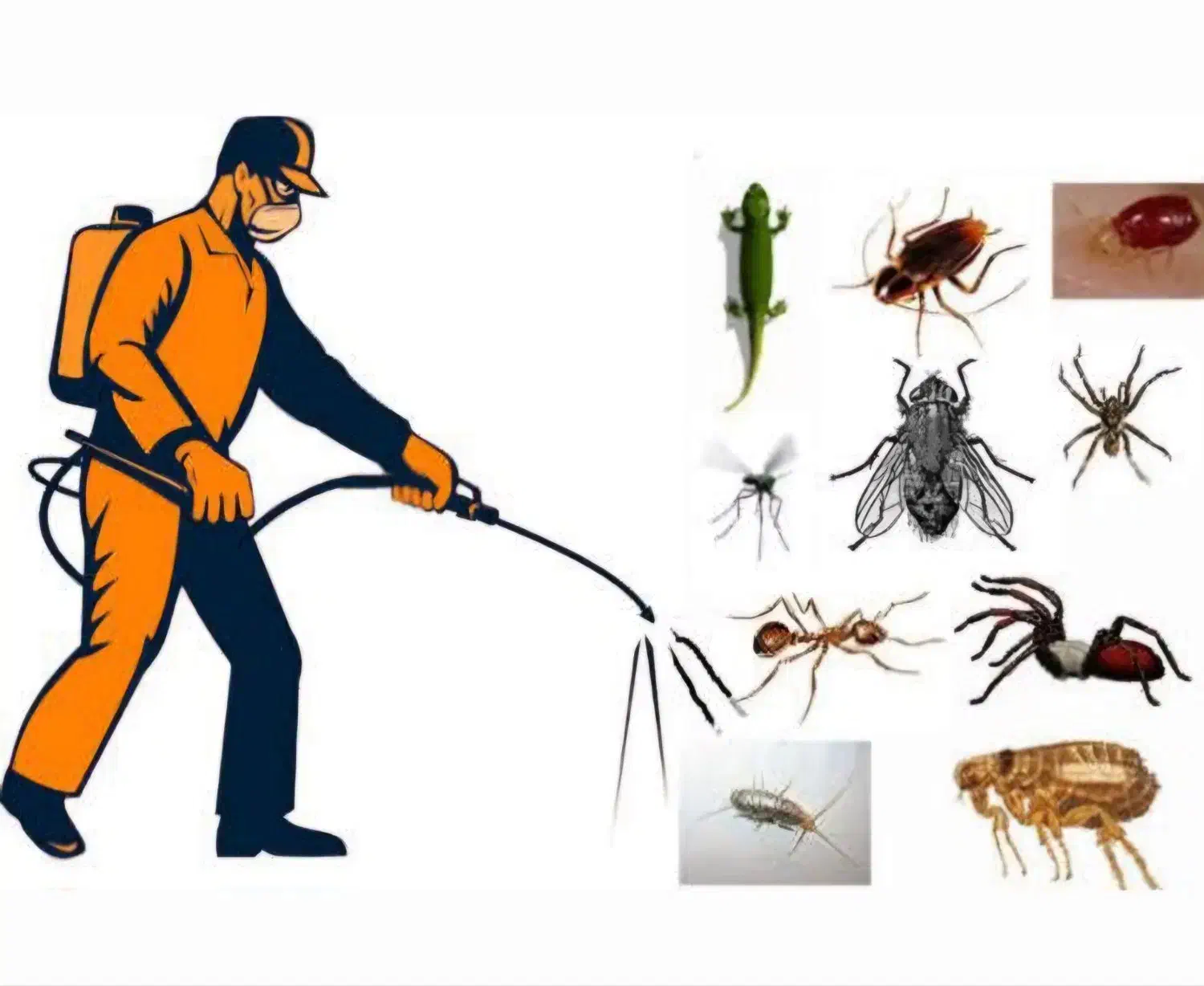 سمپاش منازل سوسک و ساس وسایر حشرات موذی|خدمات نظافت|اندیشه, اندیشه فاز ۳|دیوار