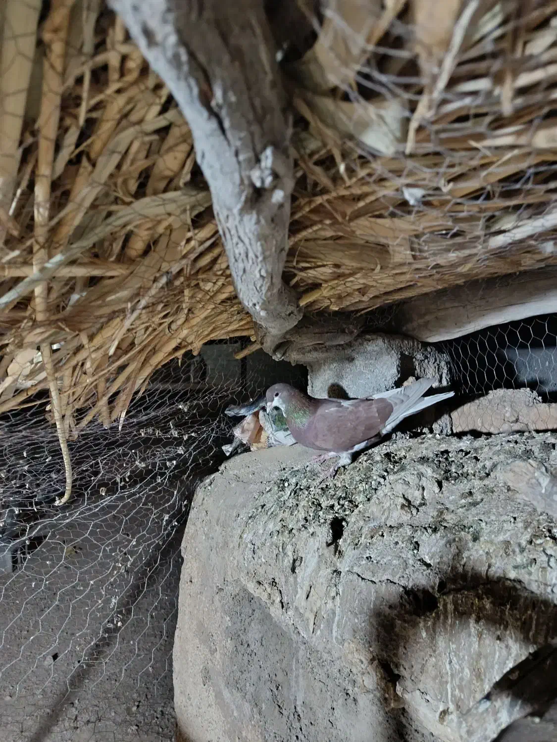 فروشی شهری|پرنده|ارسنجان, |دیوار