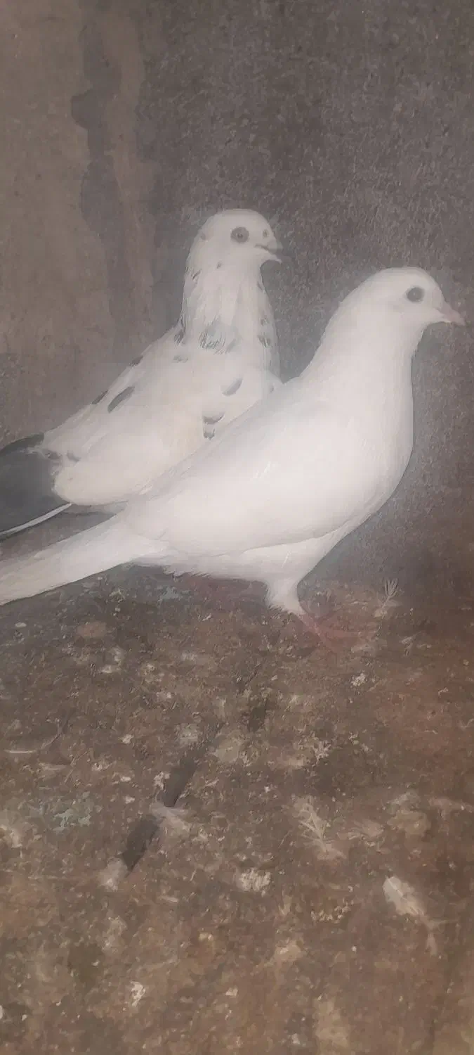 کبوتر|پرنده|رودسر, |دیوار