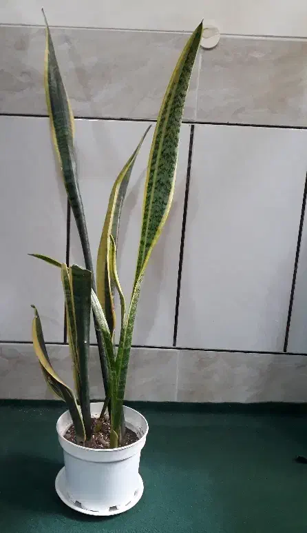 هدیه روز مادر|گل و گیاه طبیعی|نجفآباد, جعفرآباد|دیوار