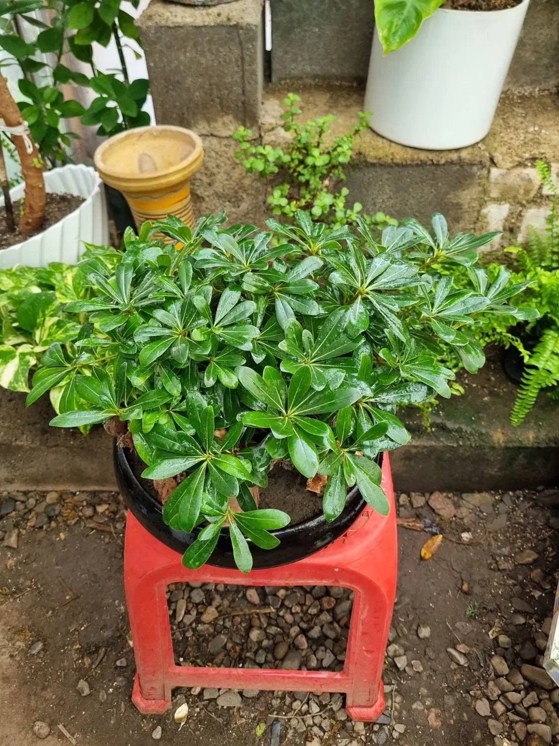 گل داودی چهارفصل سرو شیراز میخک عبایی پاپیتال گلدا|گل و گیاه طبیعی|مشهد, چهارچشمه|دیوار